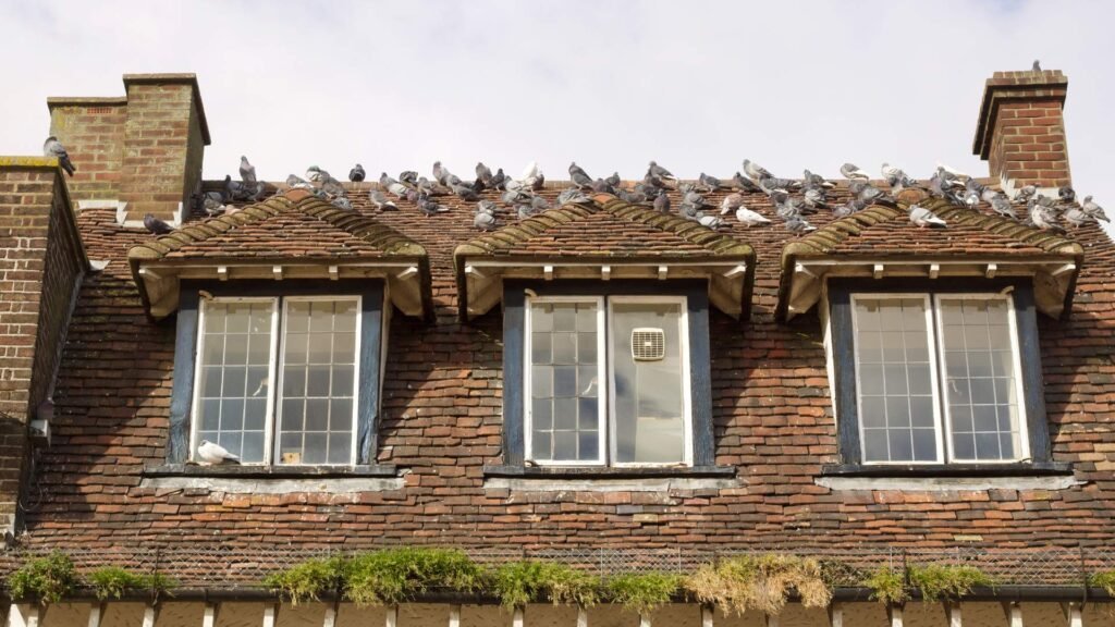 lots of pigeons on the roof: house infestation