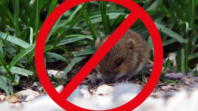 No to mice in the garden