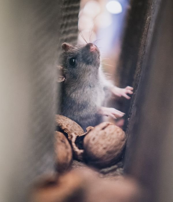 a pest mouse hiding in inside the house, eating food from the kitchen