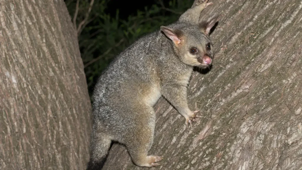 Possum In Melbourne